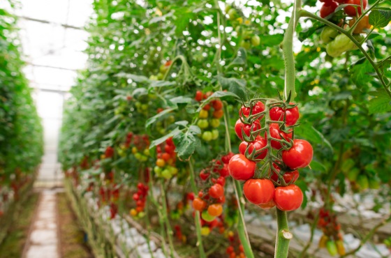 Protocolo de desinfección para tomates