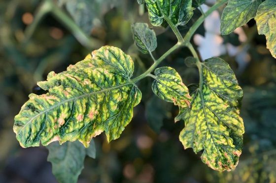 ¿Cómo se puede prevenir una deficiencia de molibdeno en las plantas?