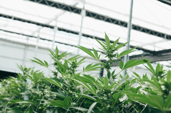 Los secretos del cultivo de cannabis legal medicinal: Gestión de la higiene 