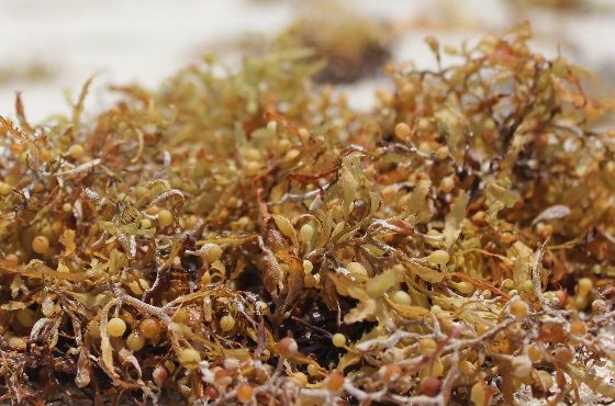 Usar algas marinas como abono para mejorar la resistencia natural de las plantas