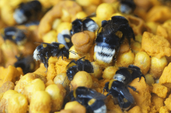 10 Consejos para el uso de abejorros en el cultivo de calabacín