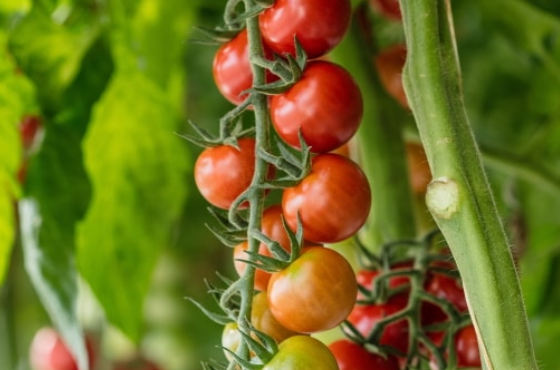 Los ganchos, cordeles y pinzas adecuadas para mis cultivos de tomate