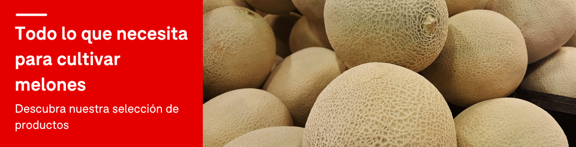 Cultivar melones en invernadero 