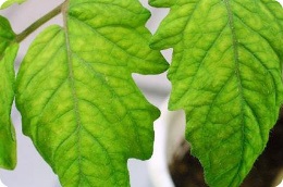 ¿Cuáles son las causas y síntomas de una deficiencia de azufre en las plantas? 