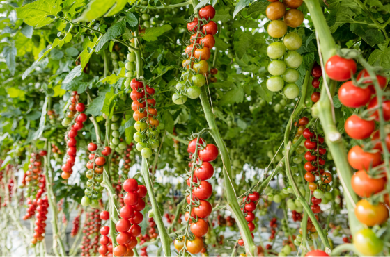 Los aliados perfectos para un cultivo sano y fuerte