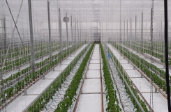 TwinHook previene roturas en plantas de tomate a dos brazos